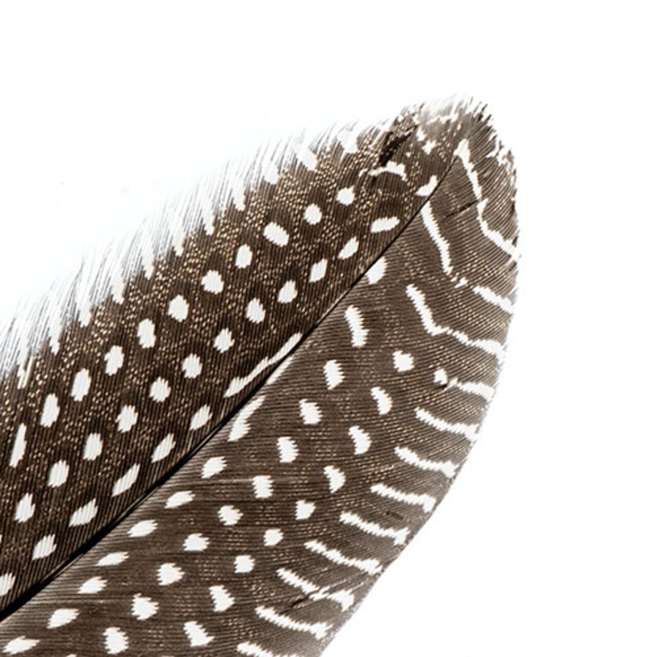 John Bead 6-9in Guinea Fowl Quill Feathers, 3 Headers (10ct.)